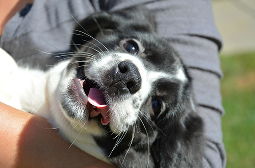 Världens första provrörsvalpar ger hopp för utrotningshotade arter